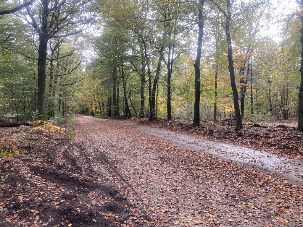 Het bosrijke gebied in het mooie Veluwe