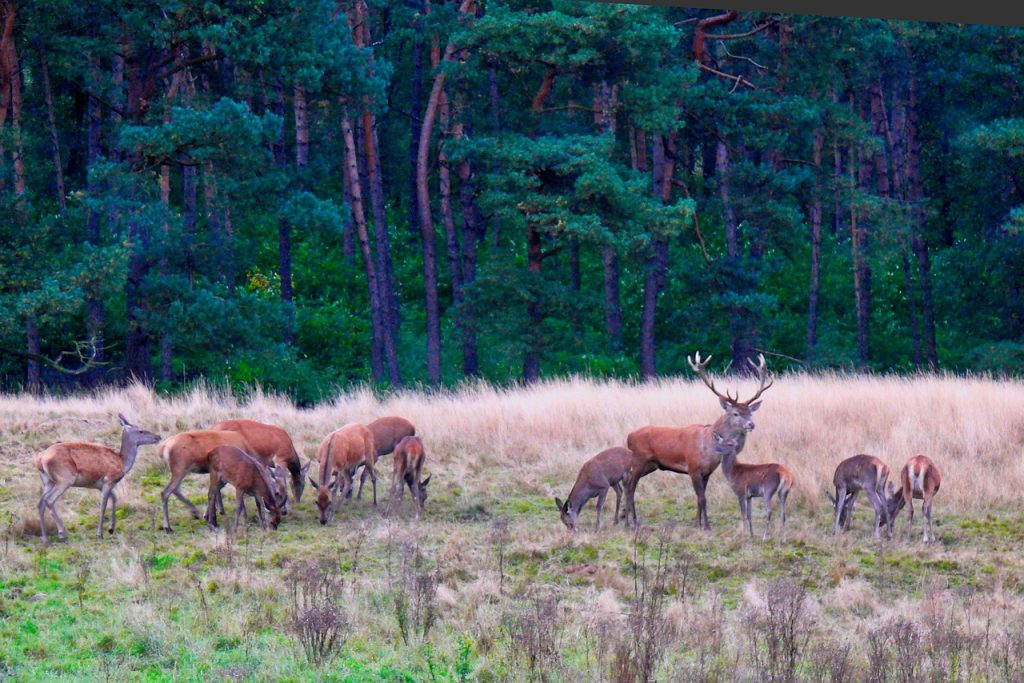 Als je geluk hebt kom je nog wat wilde dieren tegen in het bos op de Veluwe.