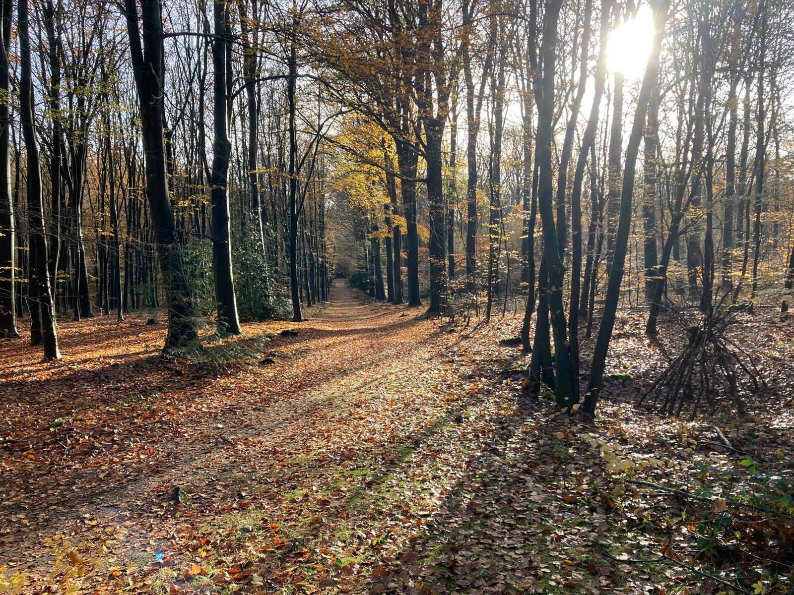 Herfst op de Veluwe met kinderen. Wat is er te doen?