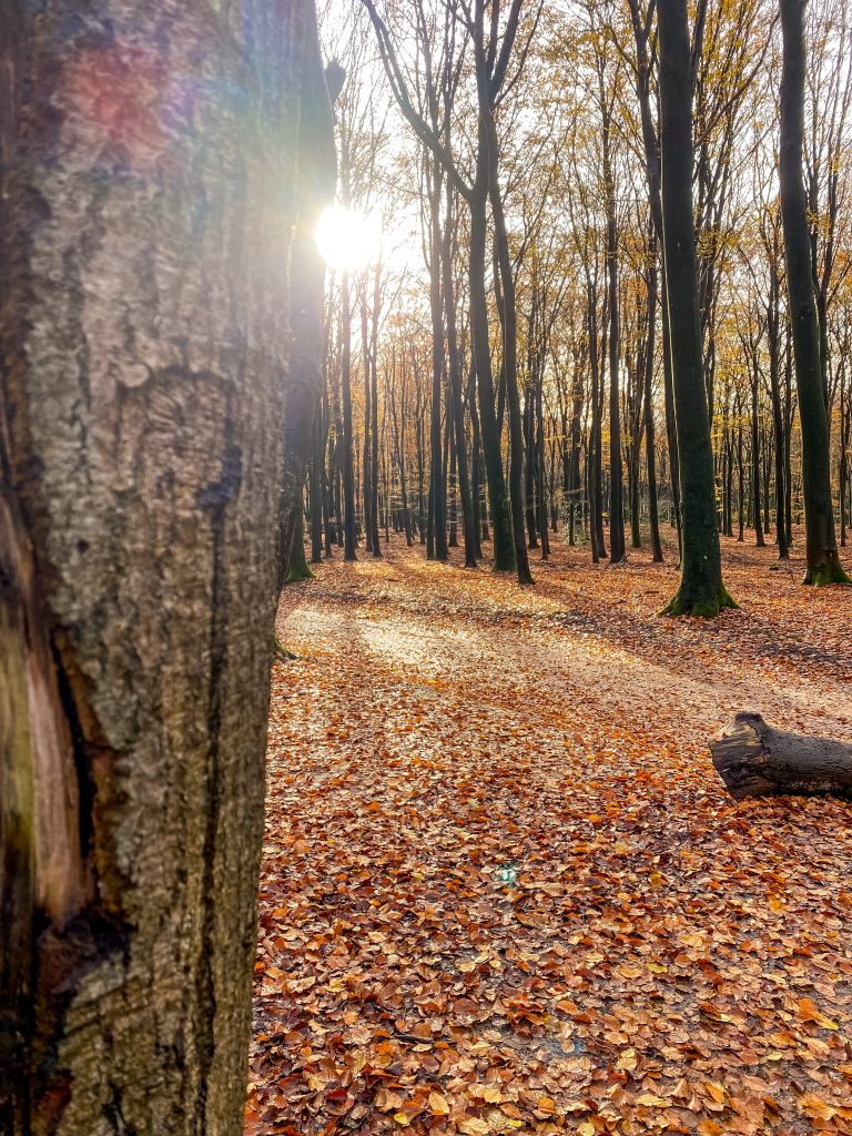 Zonnestralen door deze dansende bomen en de herfstbladeren op de grond, het perfect plaatje.